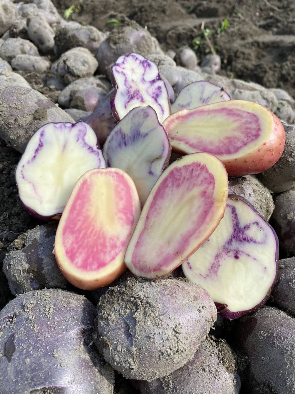 云南七彩土豆 花心土豆77乌心土豆 被称为"地底下的蓝莓",花青素