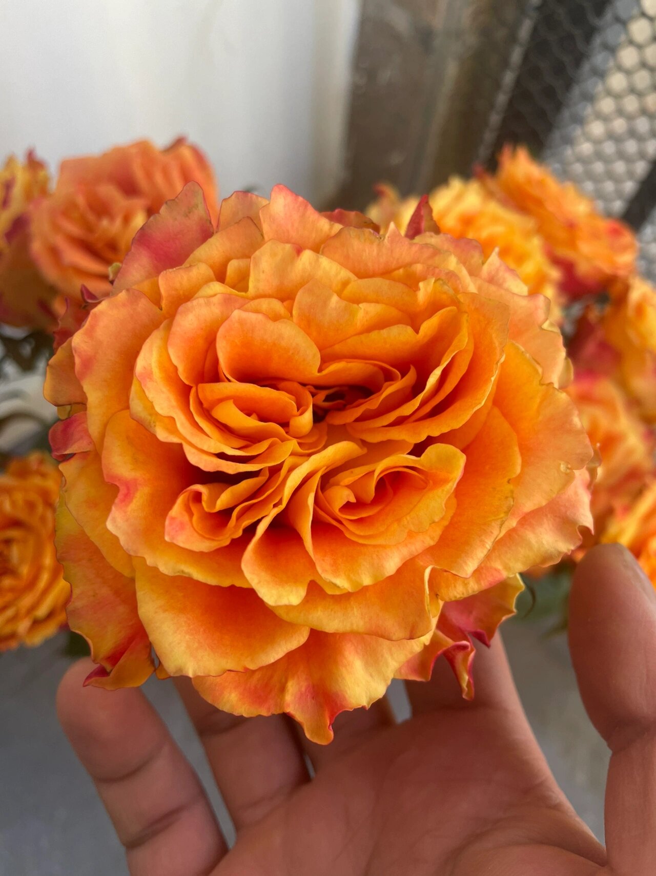 欢乐颂玫瑰鲜花 | 特别适合新手养护 欢乐颂玫瑰颜色是亮橙色,好明媚