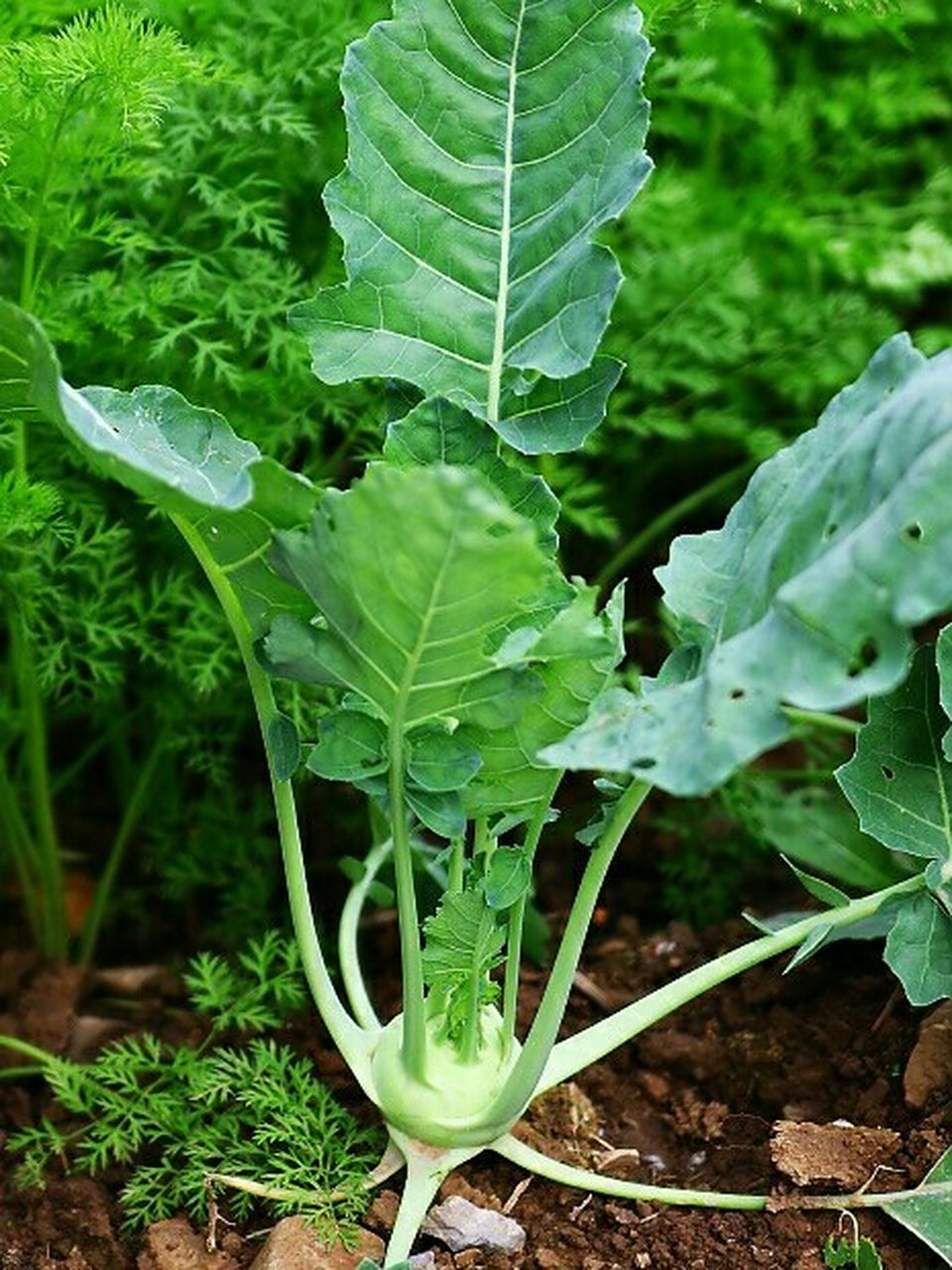 一,苤蓝疙瘩(撇了),又称土苤,茄莲,球茎甘蓝,橄榄球等,为十字花科二