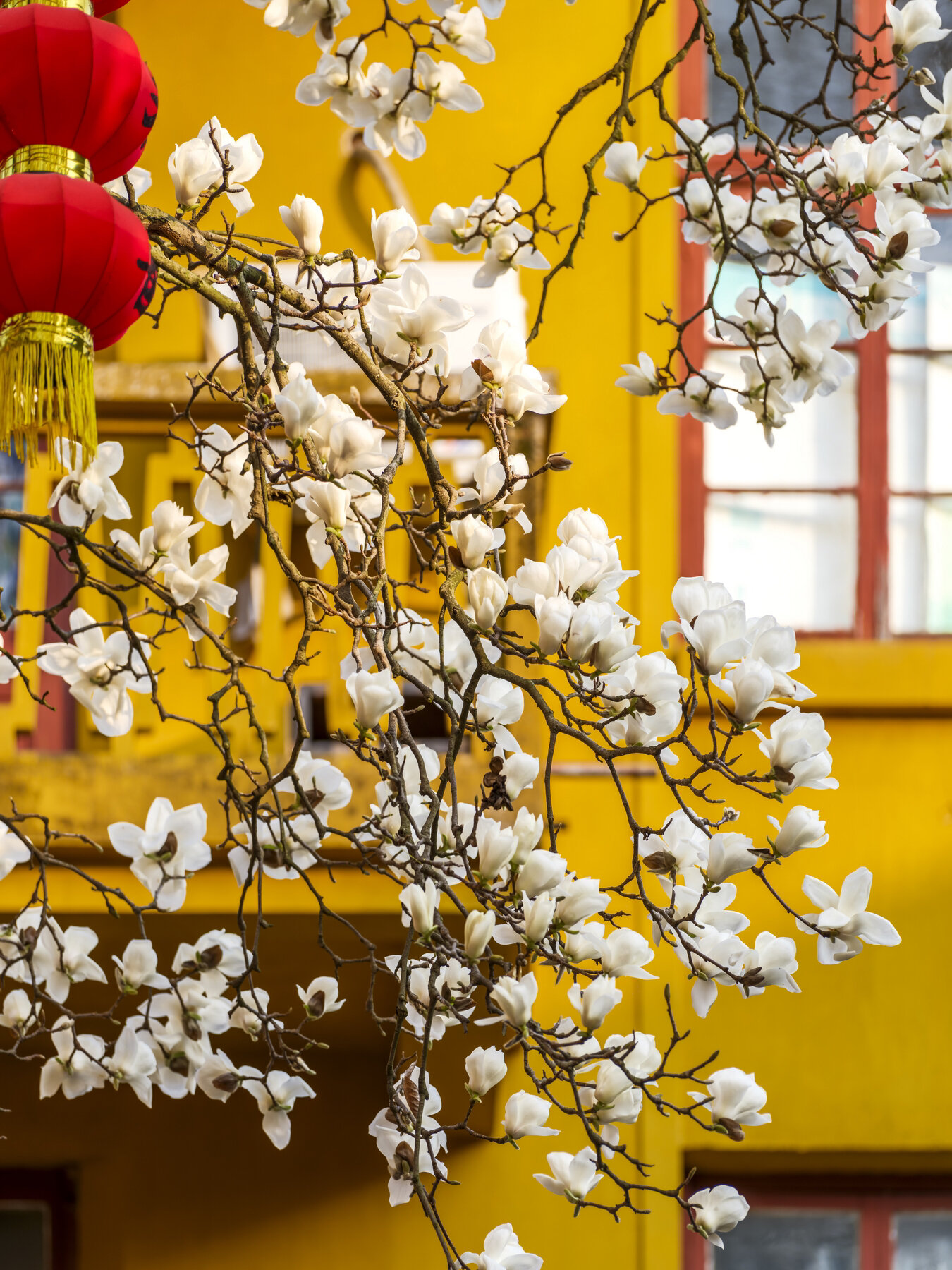 的古玉兰花开,这是一株杭州最古老的玉兰树,就伫立在上天竺法喜寺内