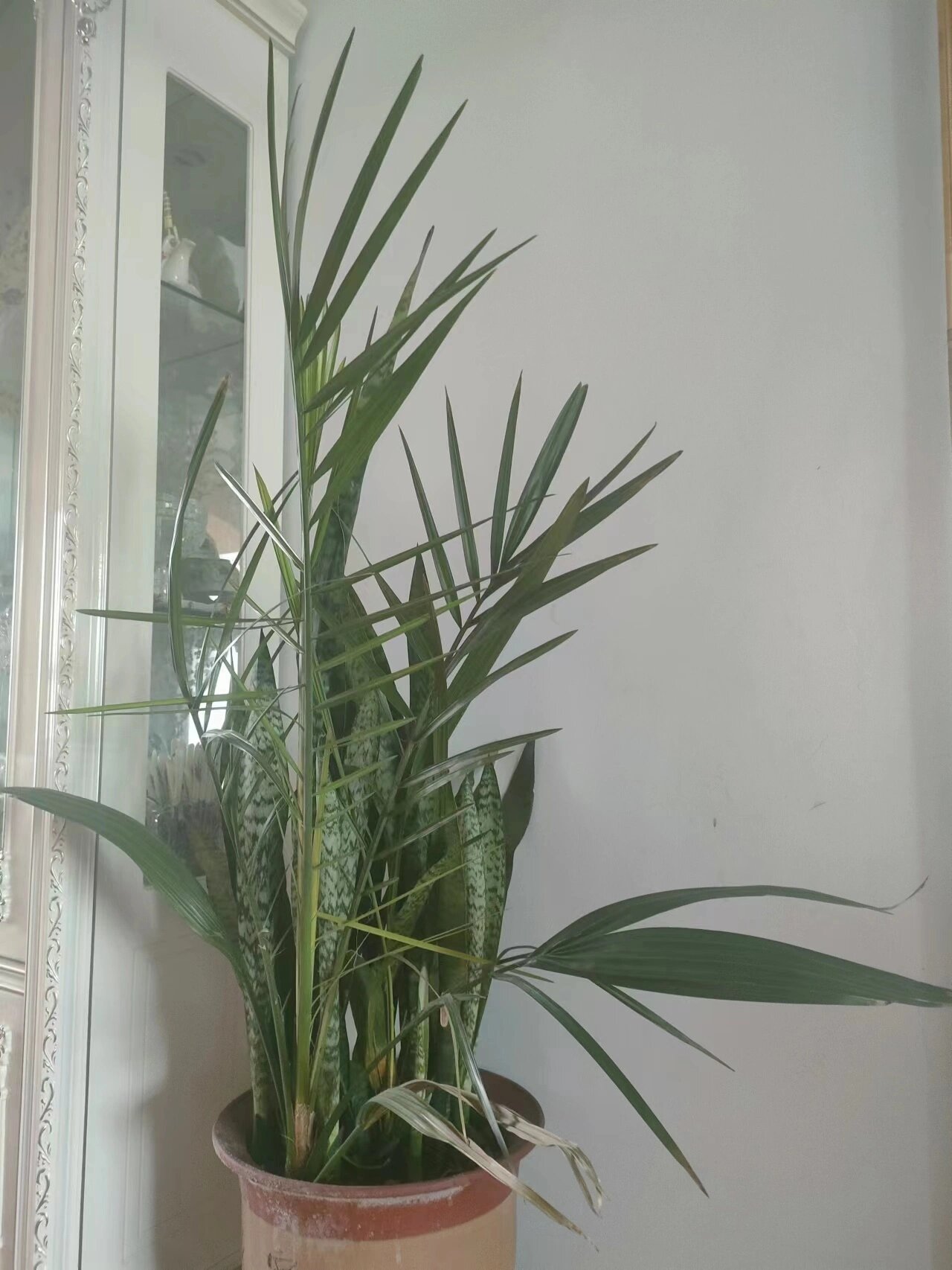 椰枣盆栽从发芽到成长,不一般的蜕变