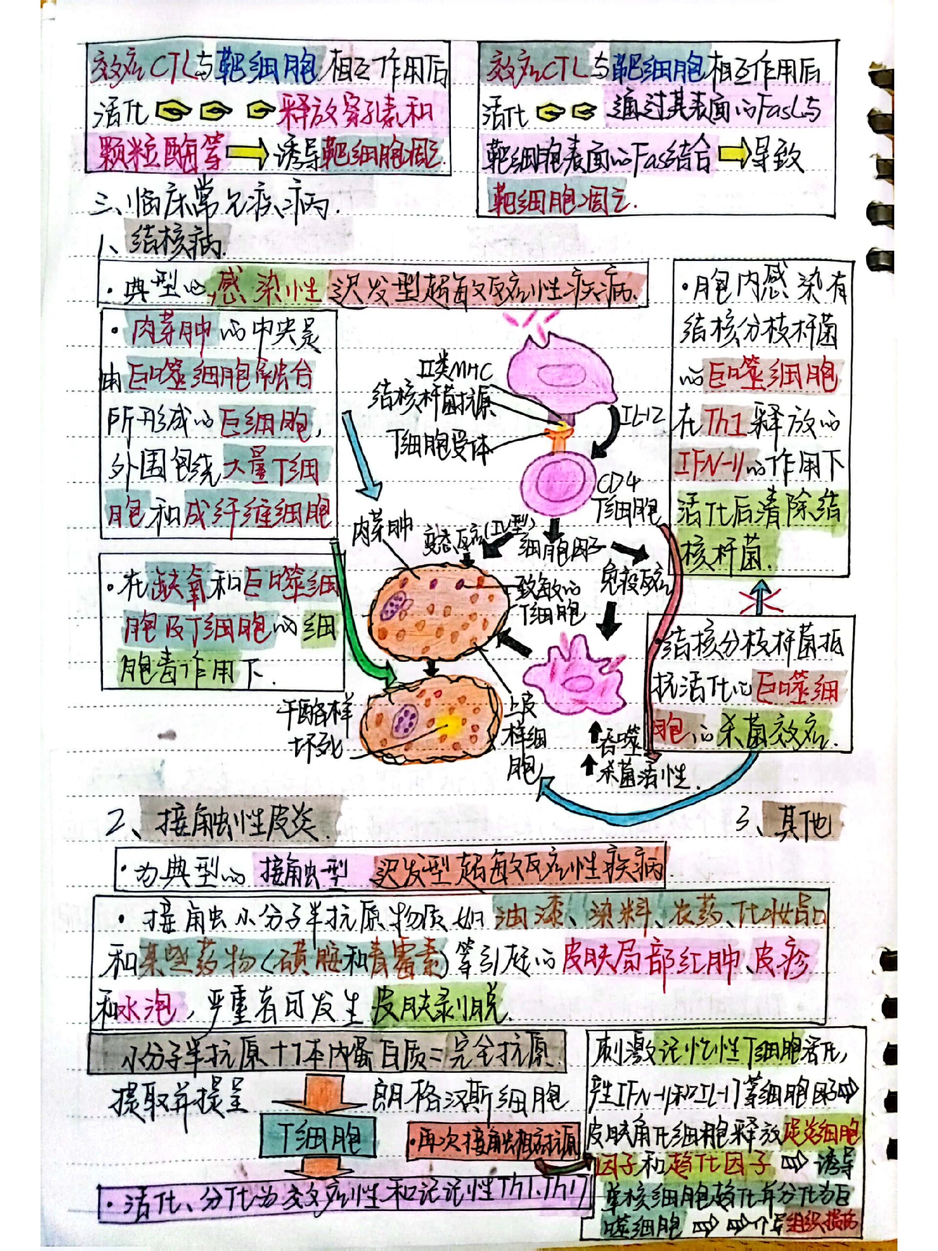 迟发型超敏反应图片