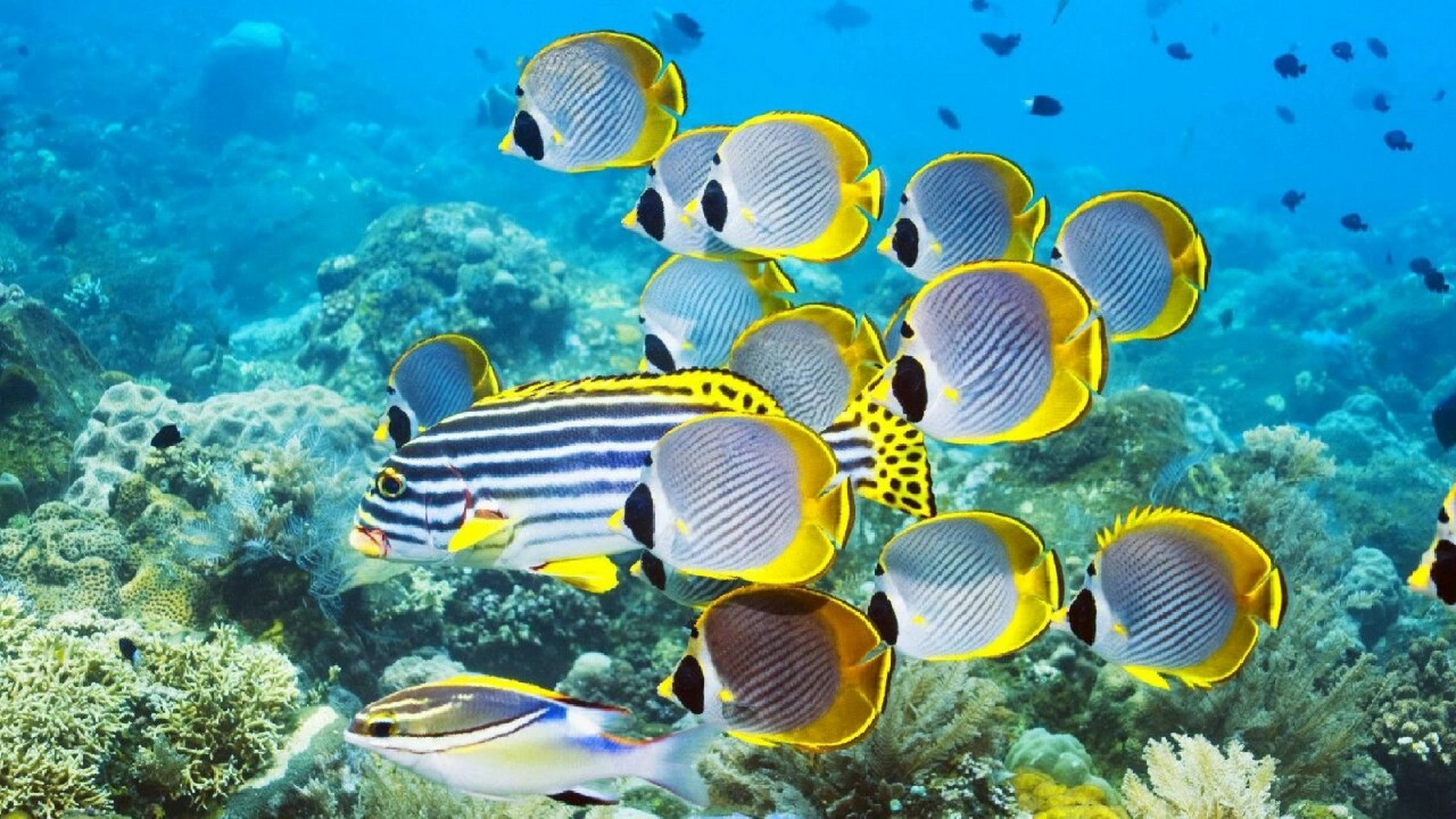 太美了,被夸爆的海洋世界壁纸原来在这 美丽的海底世界风光 你喜欢吗