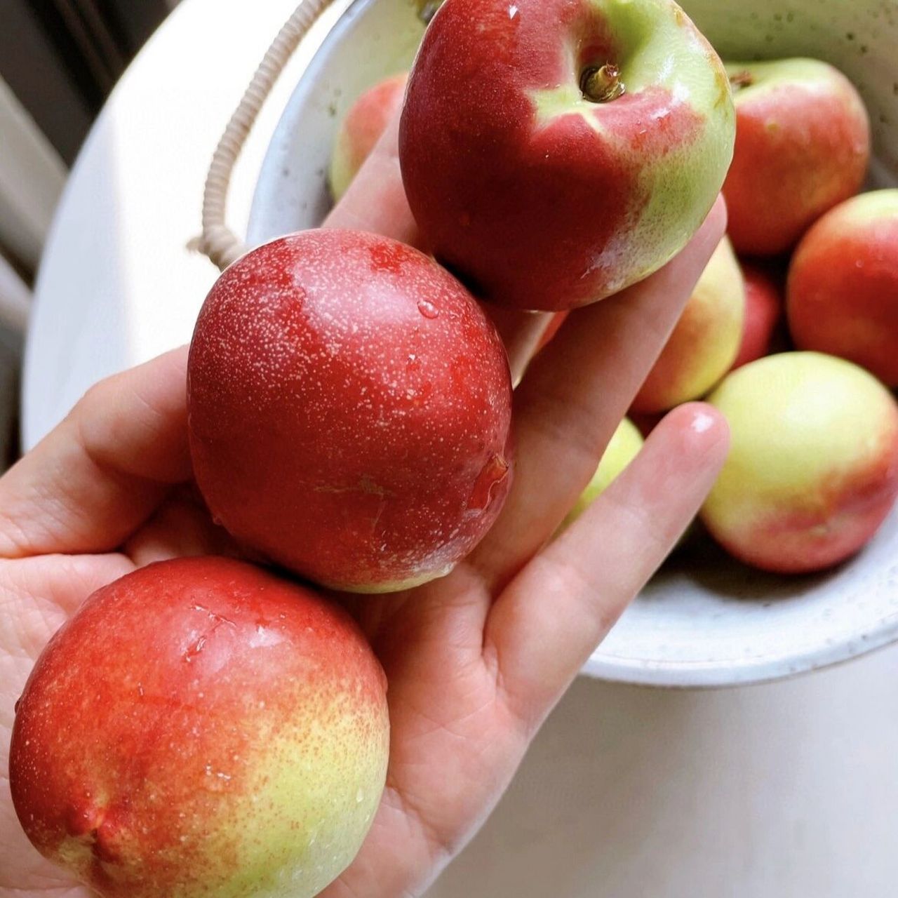 珍珠枣蜜桃|无毛滑皮 蜜桃味浓 儿时味道 珍珠枣蜜桃,绝大多数人没吃