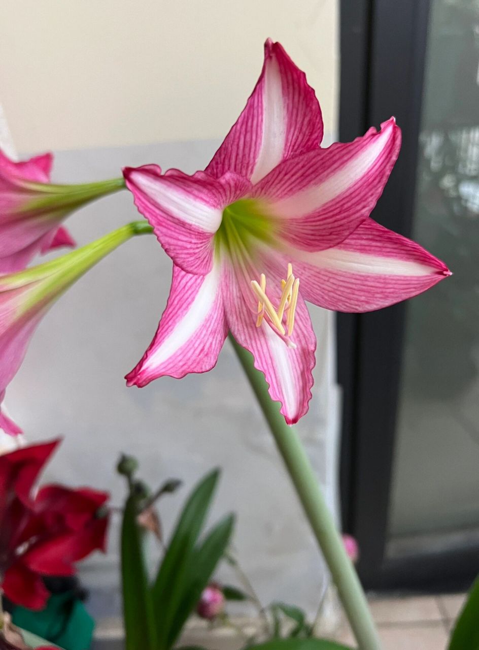 紫粉色,有白肋.中小花型.香味明显.