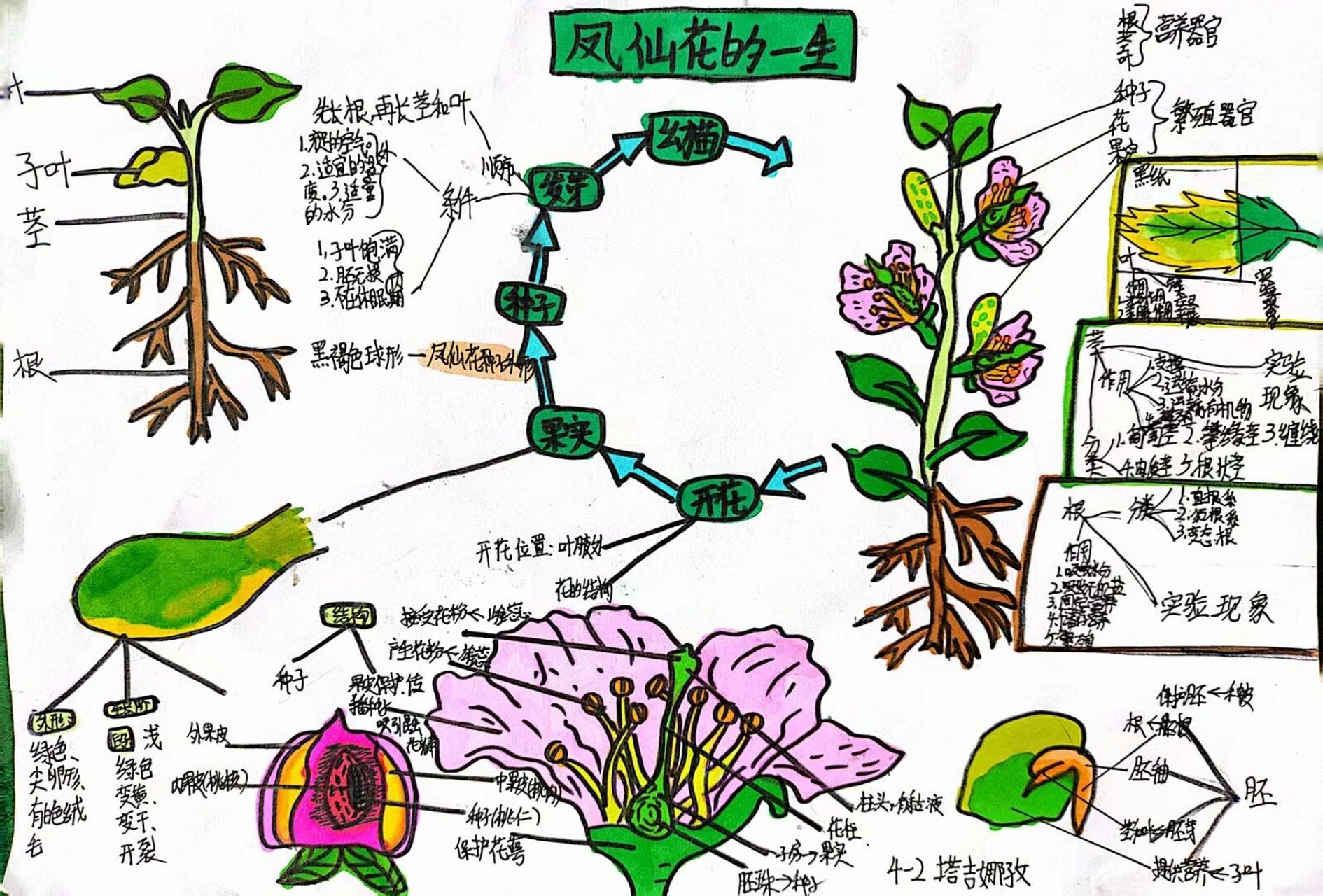 四年级下册科学思维导图:凤仙花的一生 乌鲁木齐市第六十五中学 塔吉