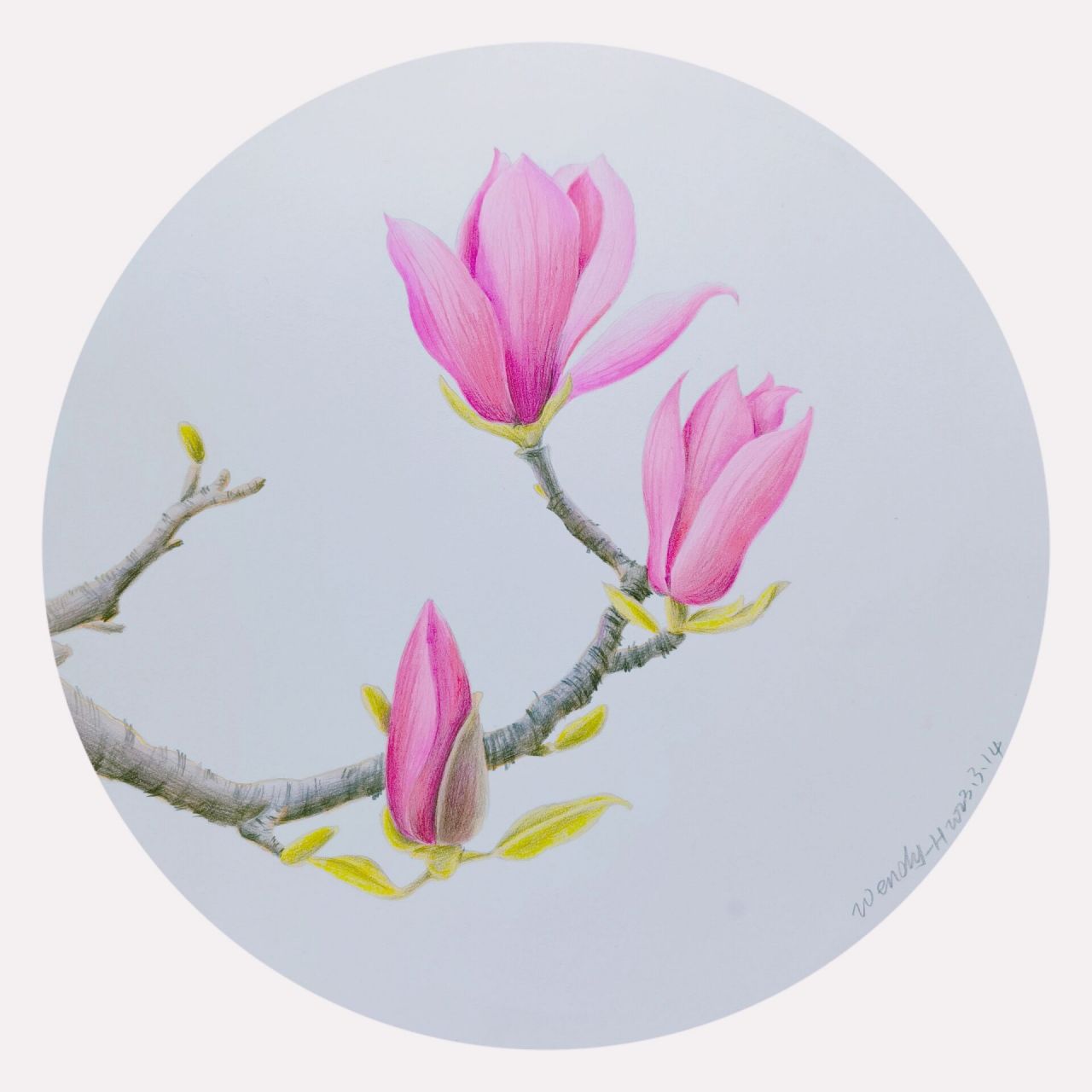 彩铅玉兰花‖附步骤