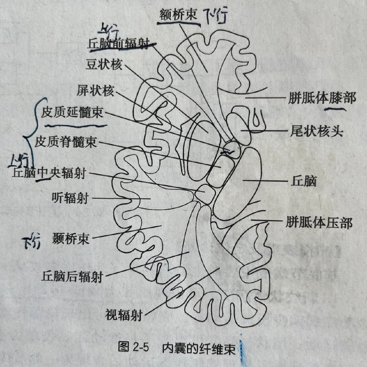 内囊构成图片