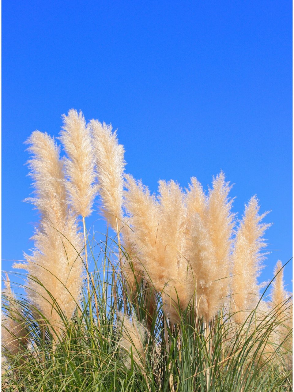 合肥秋季打卡地,毛绒绒的芦花 秋绒弯弯,荻花开了,庐州公园后面的.