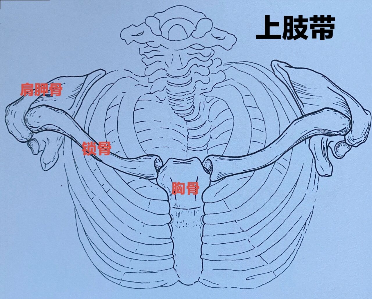 胸锁关节解剖图图片