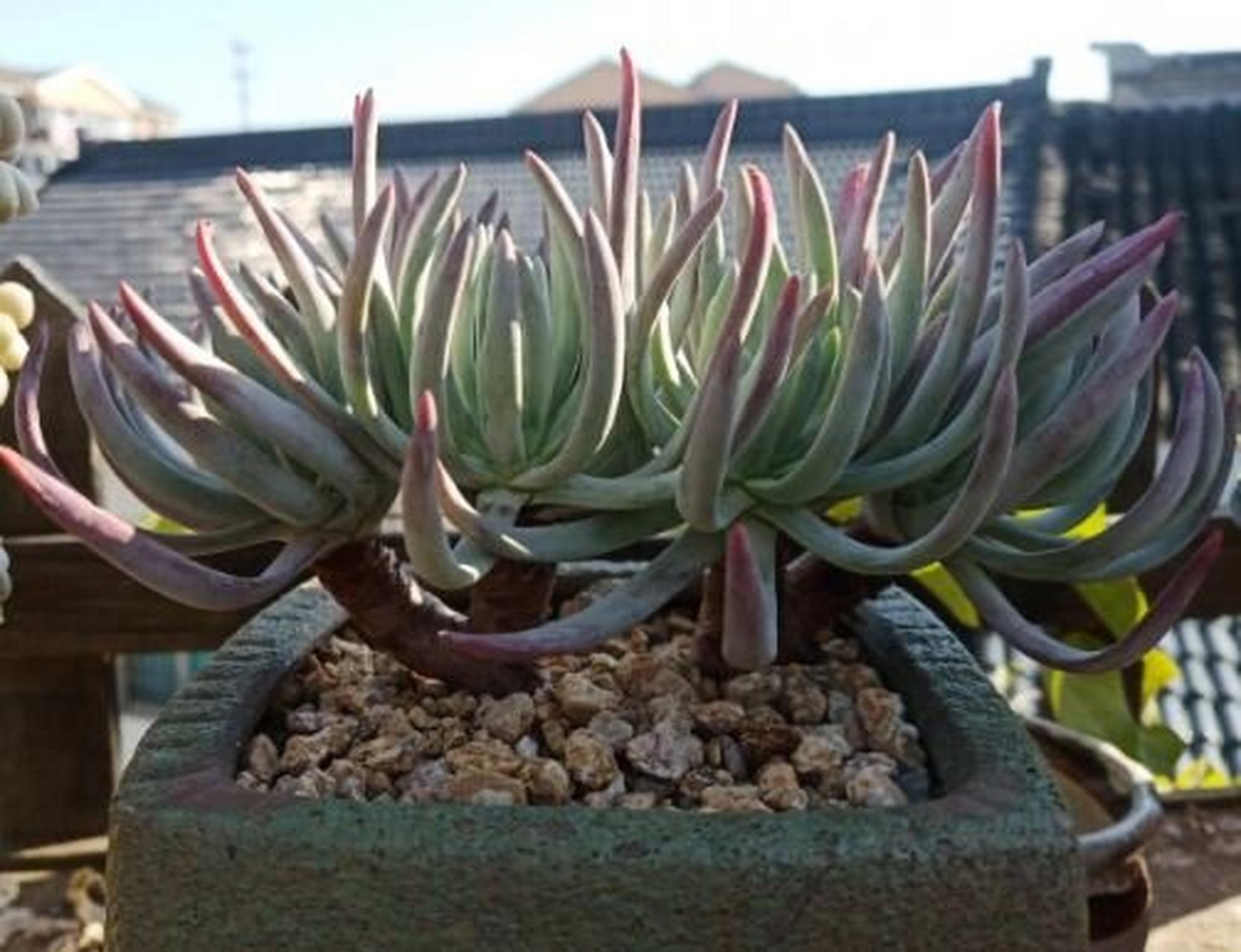 英文名: dudleya edulis 产地:来自南美的品种 仙女杯爱杜丽丝的多肉
