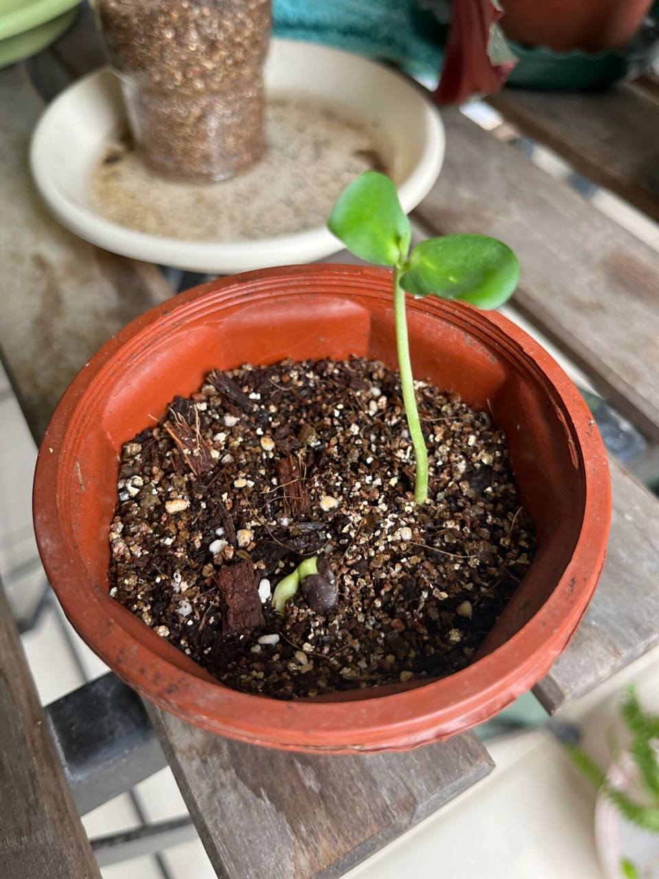 蝶豆花种植中的坑 买蓝雪花时店家附送了蝶豆花种子,本着不浪费的精神