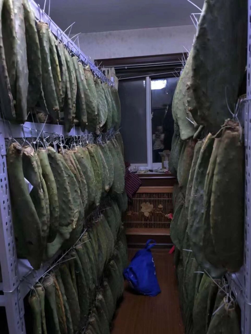 胭脂虫人工养殖方法 人工繁养 1,繁养方式: ⑴室外放养.