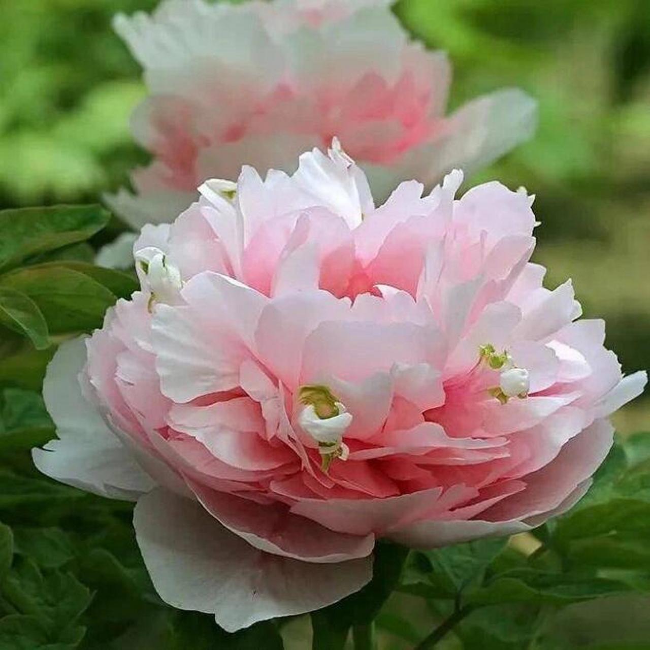 每天了解一个牡丹品种【贵妃插翠】 中原名品,花色为粉红色,花型台阁