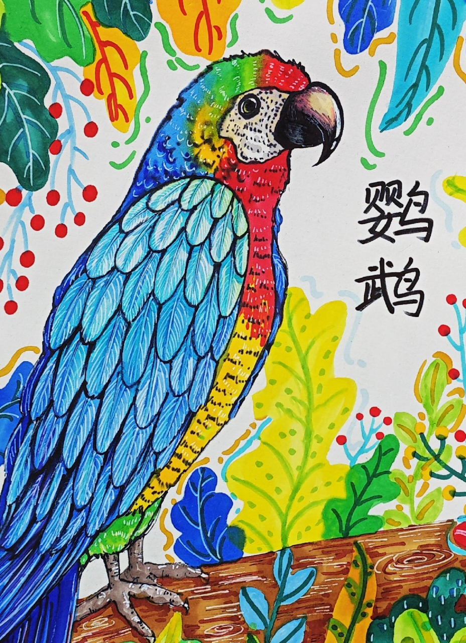 鹦鹉彩色线描画图片