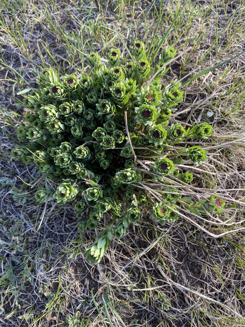 狼毒-草原上的"害草" 草原上的"害草"