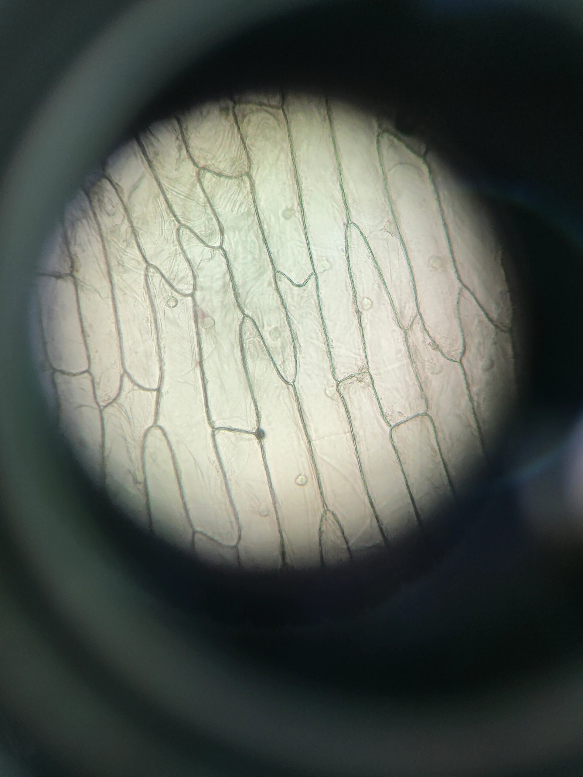 观察洋葱内表皮细胞