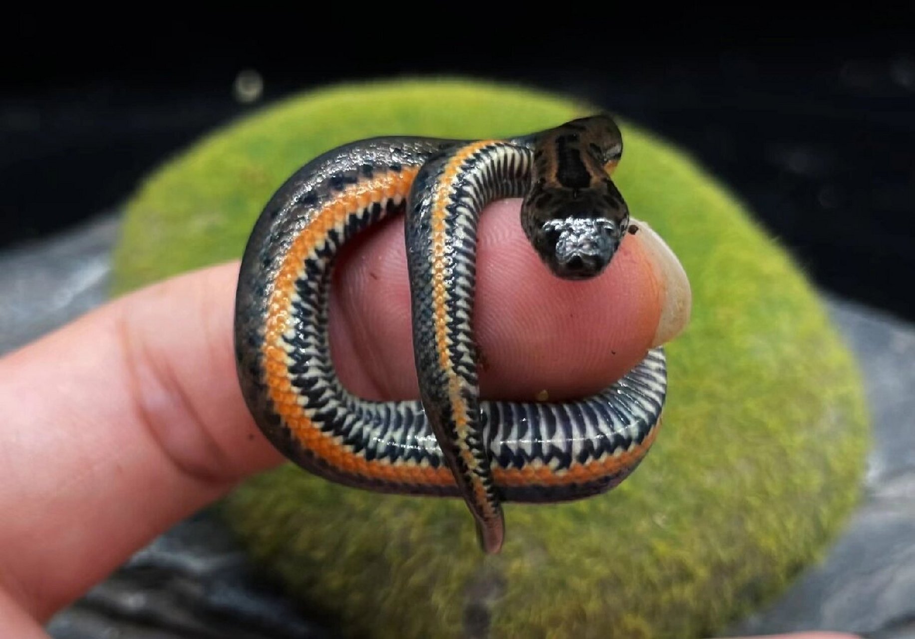 【新手福利】人工赤练华游苗,金边水蛇苗,温顺好养无毒吃小鱼或切块