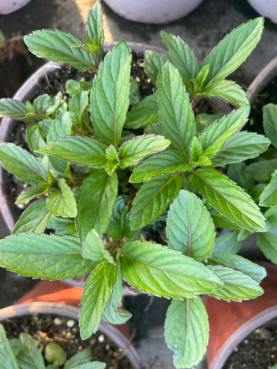胡椒薄荷-炒鸡蛋的专用薄荷 其他以水果命名的薄荷 都是有果香和薄荷
