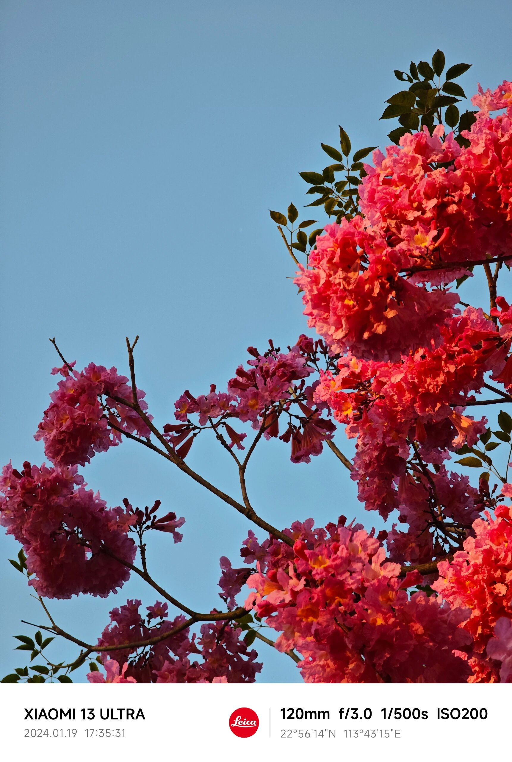 霁风花花语图片