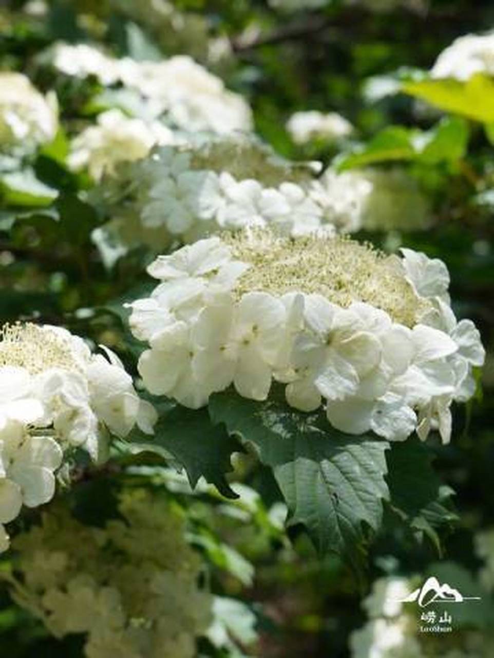 最in山东打卡地#六月,崂山上的天目琼花开了,花白胜雪,像一个个编织