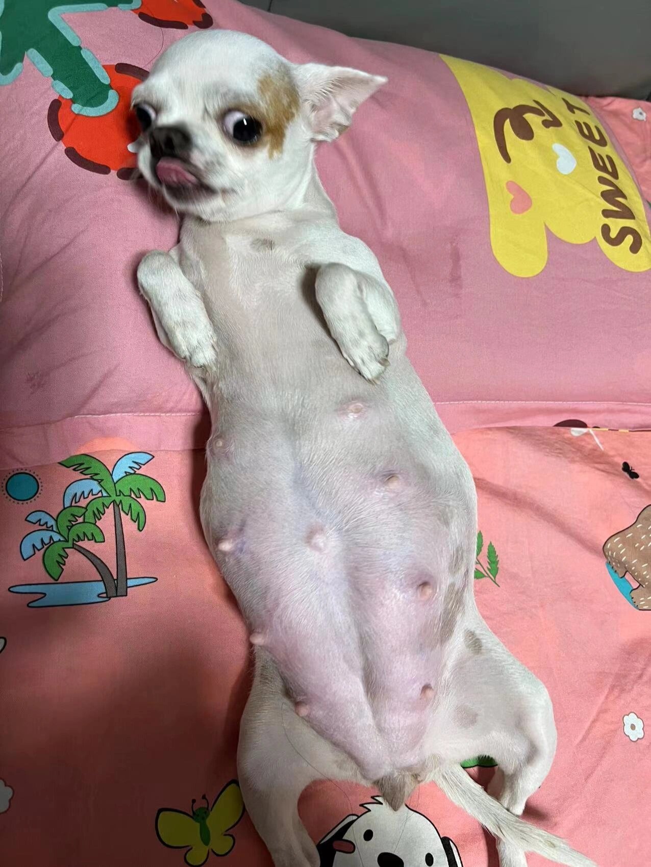 吉娃娃怀孕第58天,还没有发动.