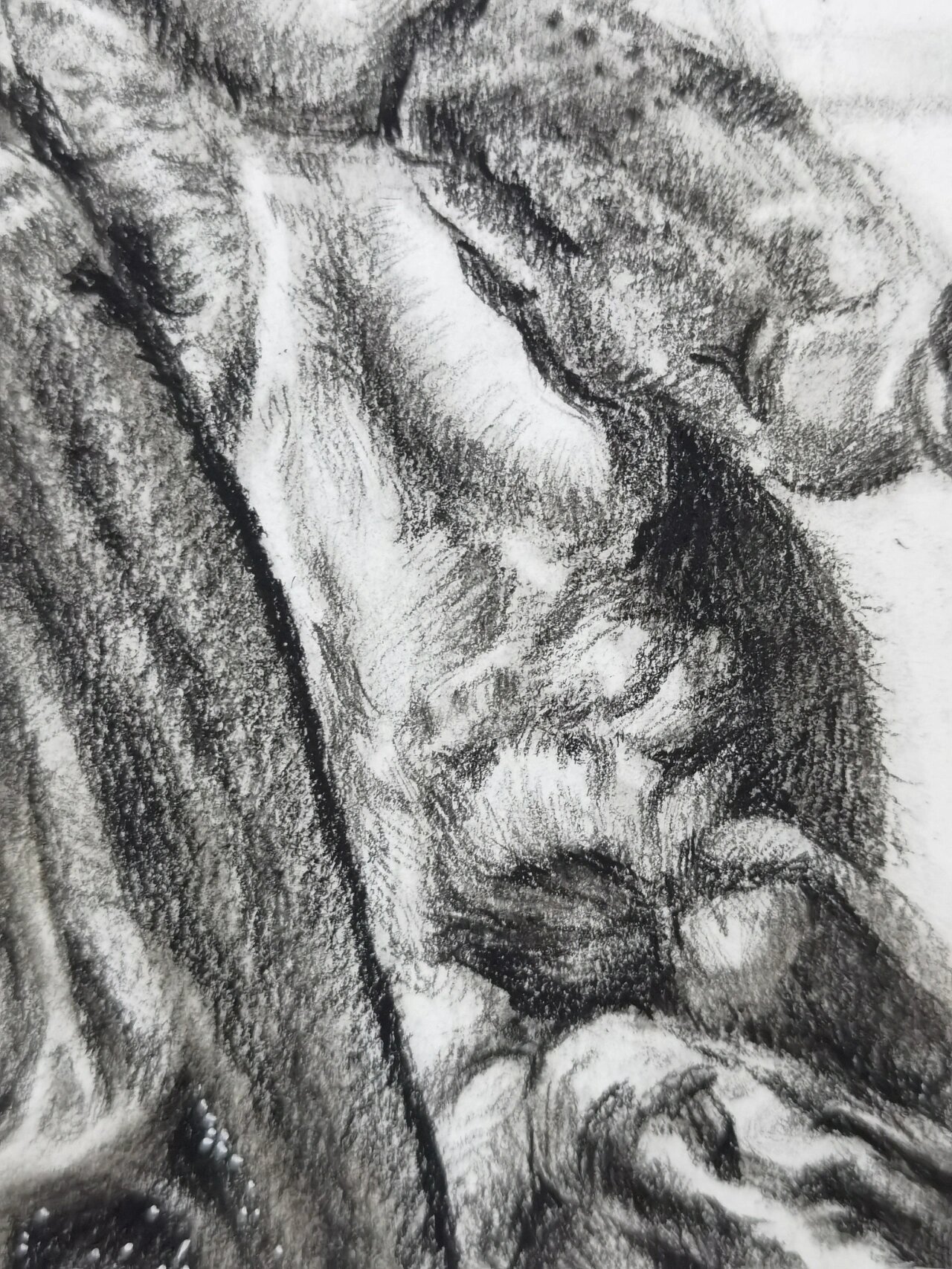 素描 蝉 用的四开的康颂纸,比较小,有些更细节的地方只能略过了,时间