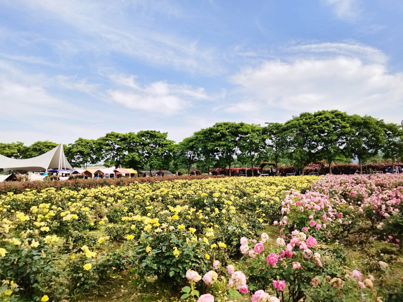 富阳游玩推荐(六)-新沙岛玫瑰园&采桑椹 杭州出发50min即可到达的岛屿