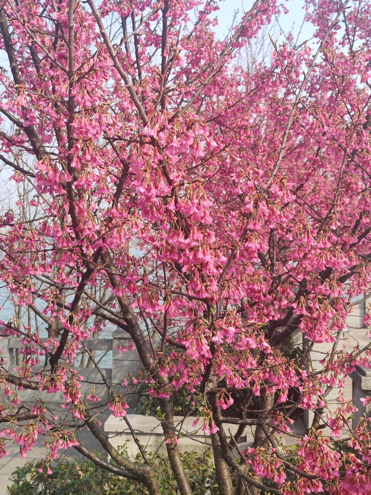 福建省各市花图片