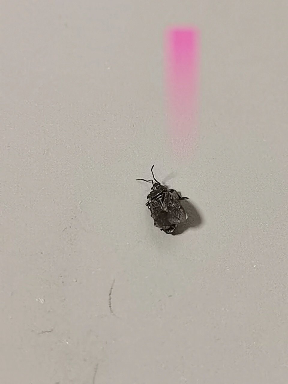 家里黑壳带翅膀绿血虫子叫什么?