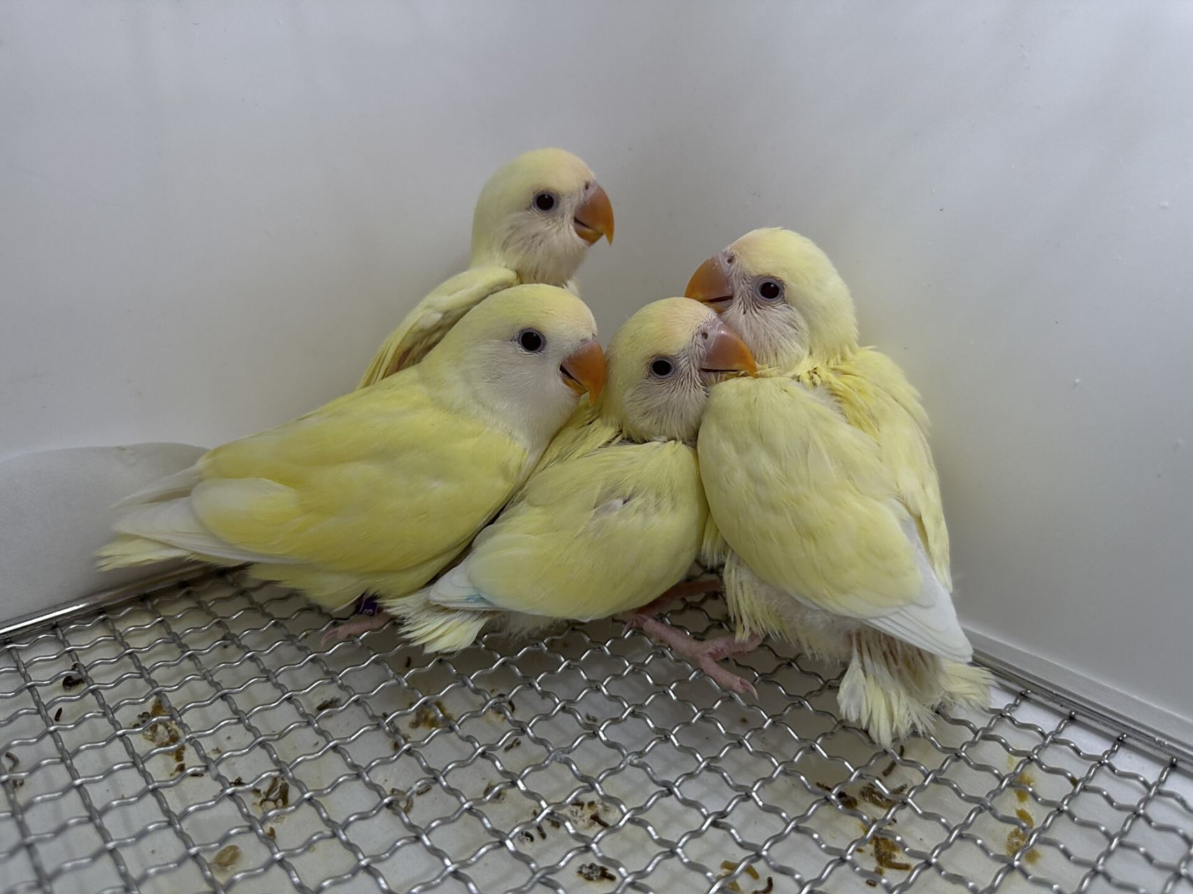 奶油色的日本桃牡丹宝宝 日本桃也叫奶油桃,小鸟身体呈现淡黄色,颜色