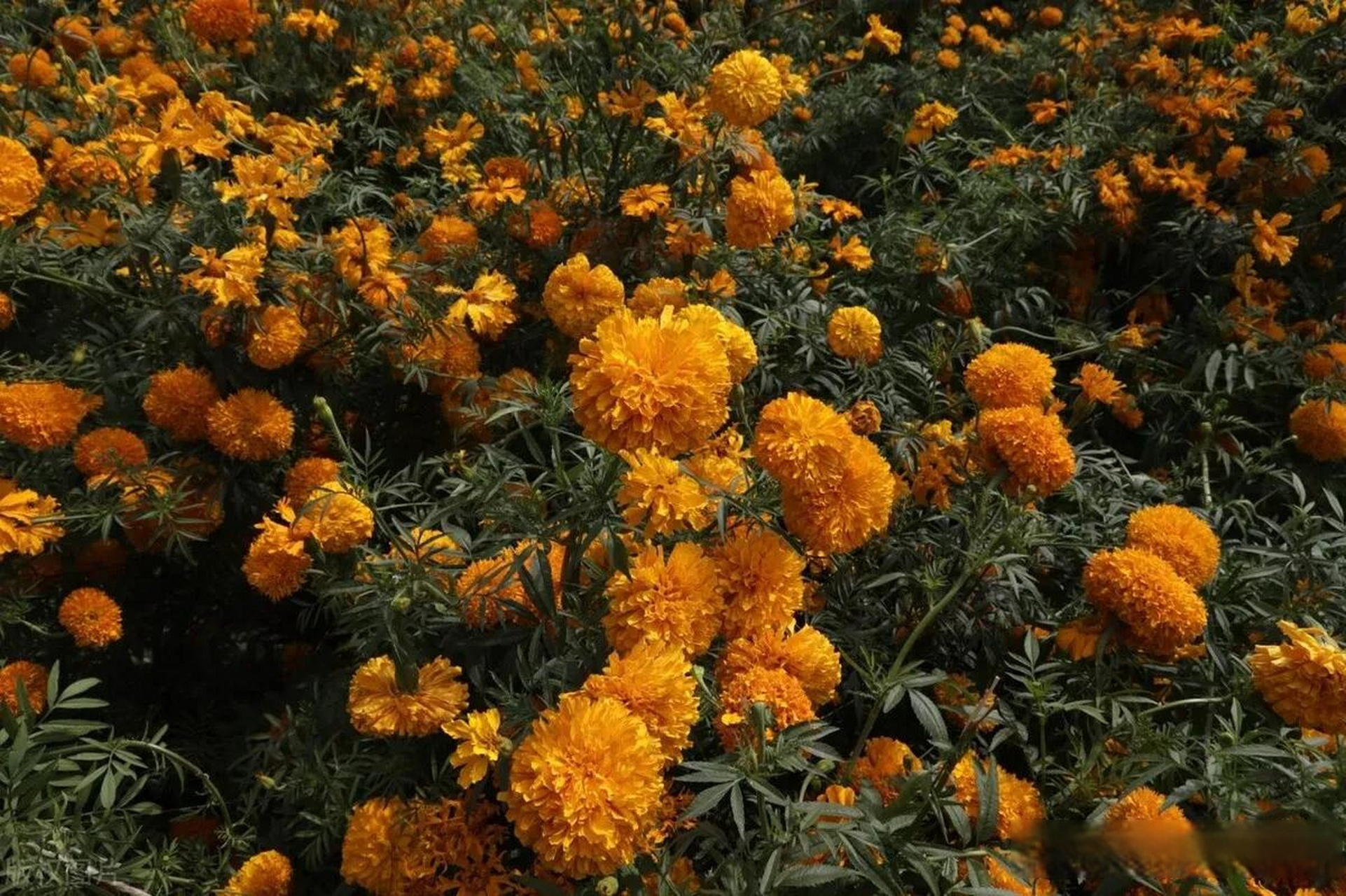 妙笔生花创作挑战亡灵节临近万寿菊装点墨西哥普埃布拉州 当地时间