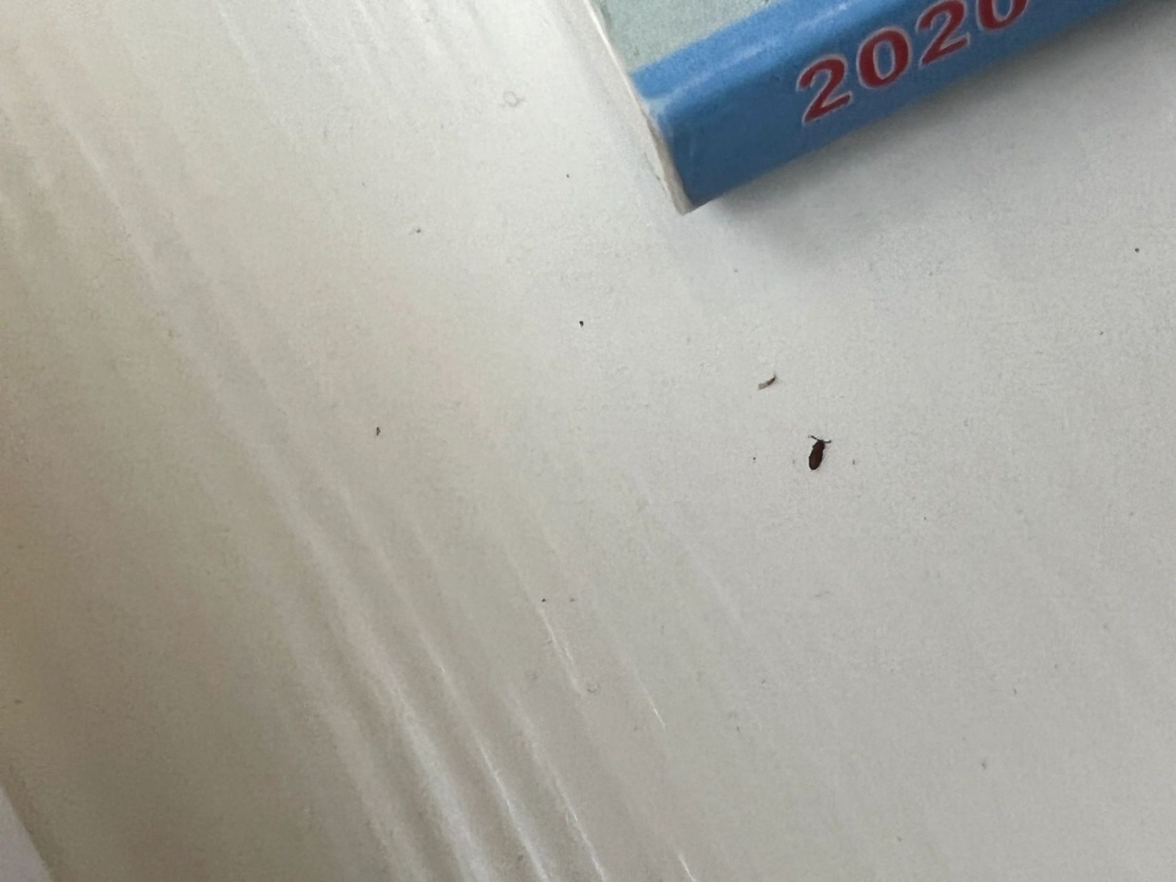 褐色的小飞虫.杀了好几次虫了.一直都还有