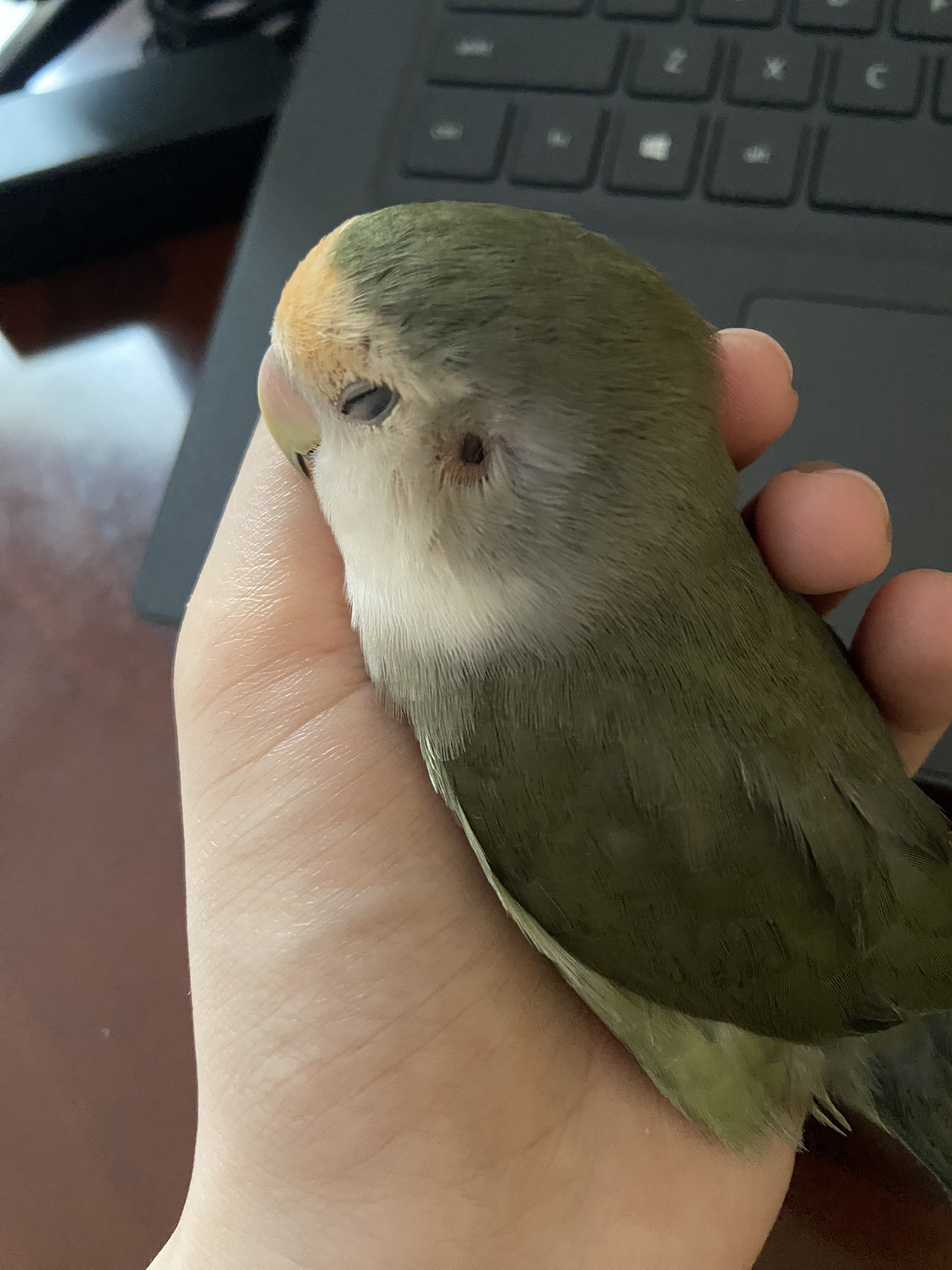 围观鹦鹉的耳朵