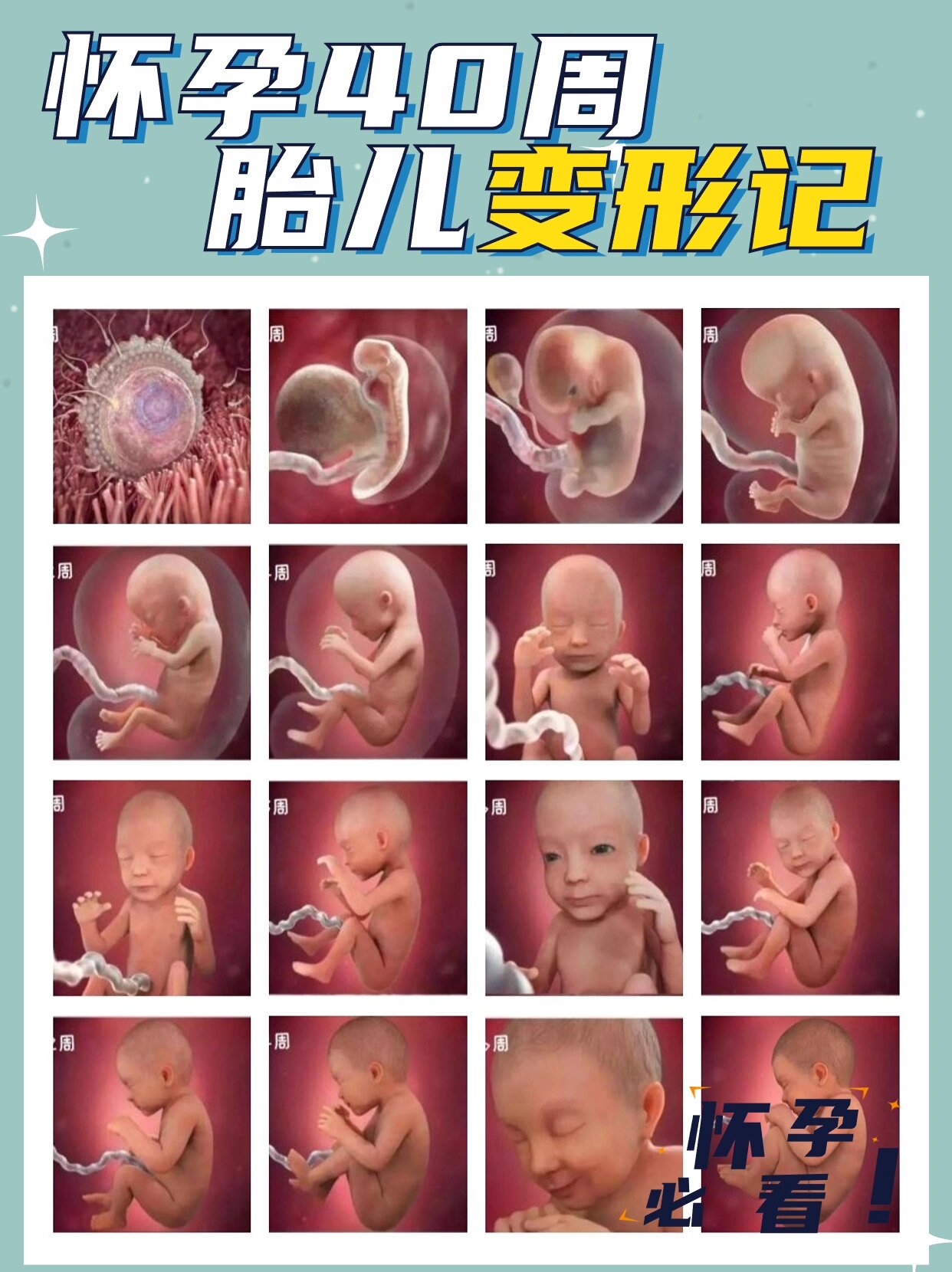 周胎儿变化,🤱🏻孕妈必看 ✅怀孕1个月(0-4周) ❤️发育