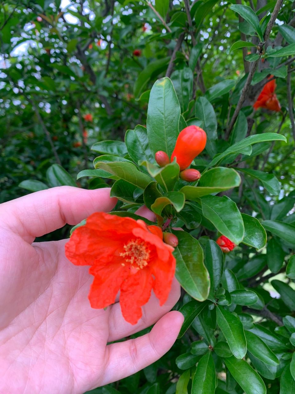 石榴花,雌花和雄花大小差好多