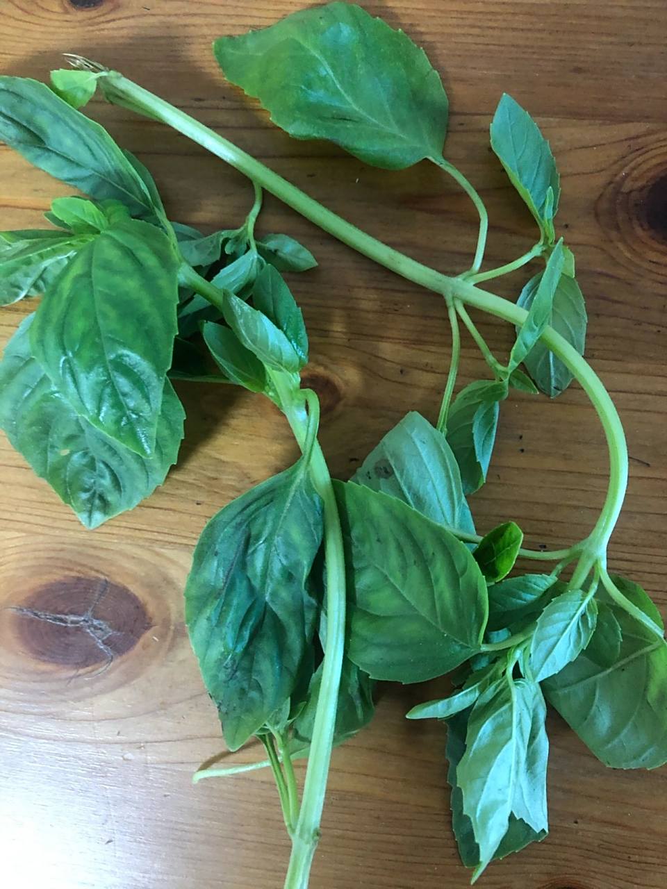 九层塔和罗勒叶对比实物来啦!