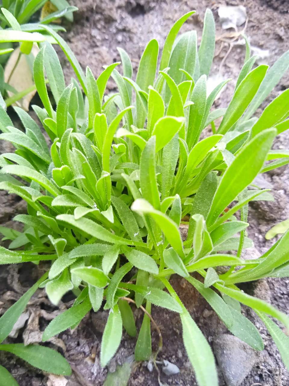 面条菜是一种野菜,也叫麦瓶草,这种野菜在麦子地里特别多,全国各地都