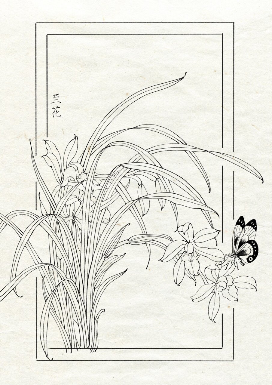 白描工笔画线稿(100/7) 哇塞!这兰花好好看(原图第二张)