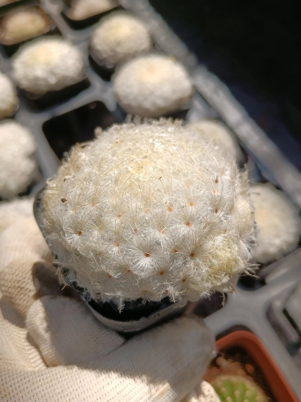 白星仙人球开花真的绝绝子!