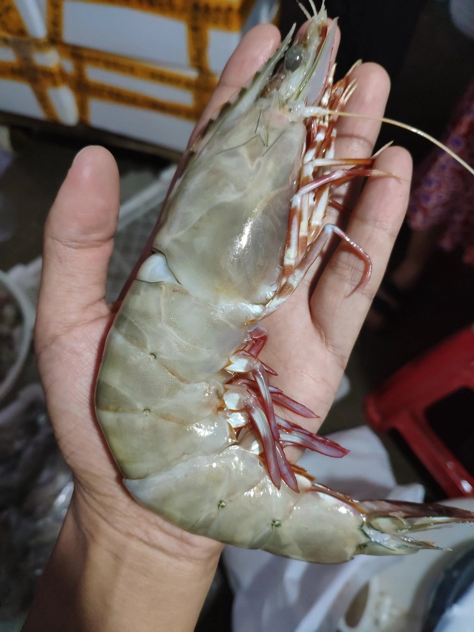 宝宝吃海虾选哪种71金钩虾,竹节虾,红爪虾 很多宝妈在选择的时候很