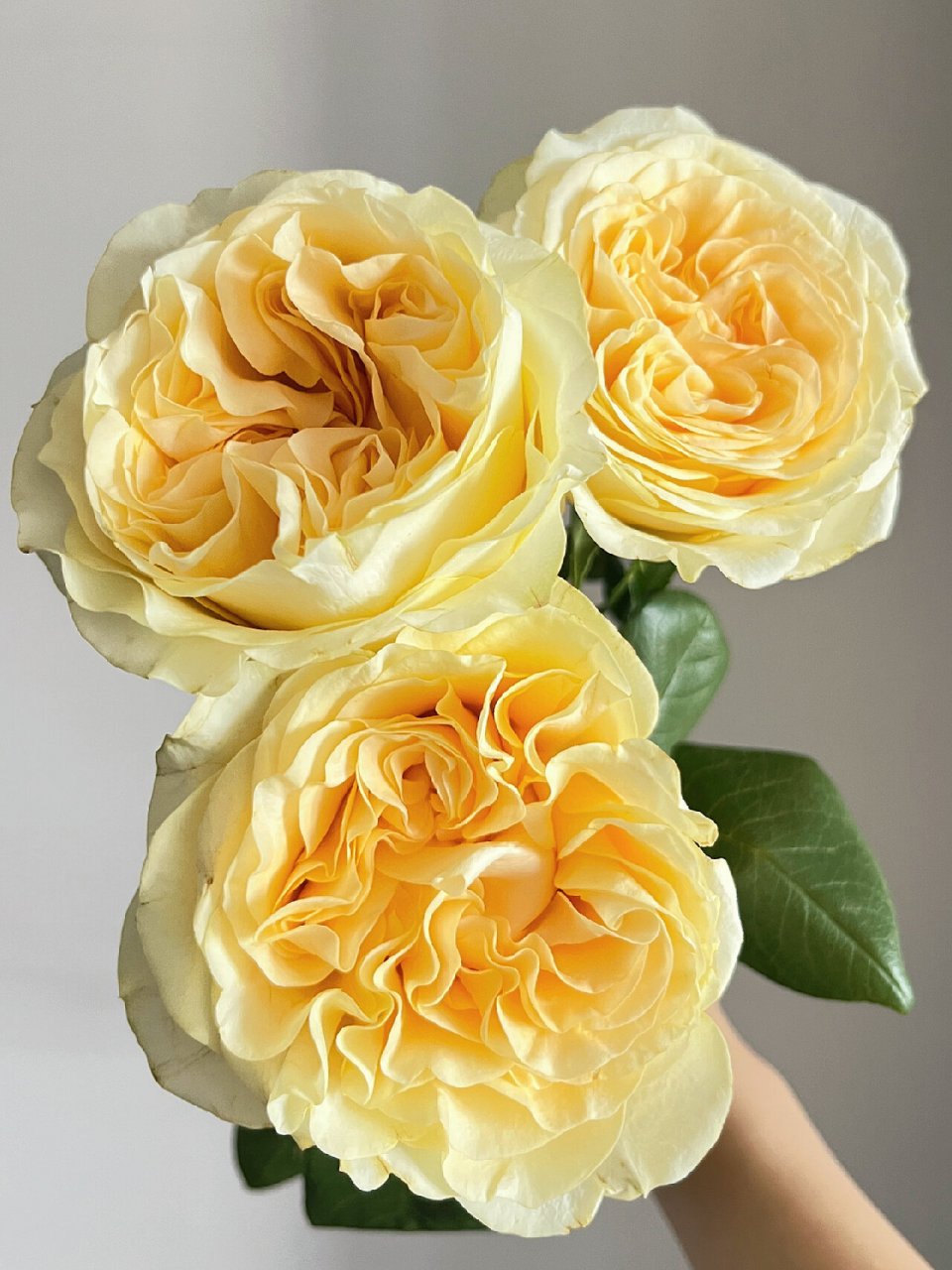 每日识花·奶油杯玫瑰 98奶油杯玫瑰 98花语:温暖,思念,温润如玉