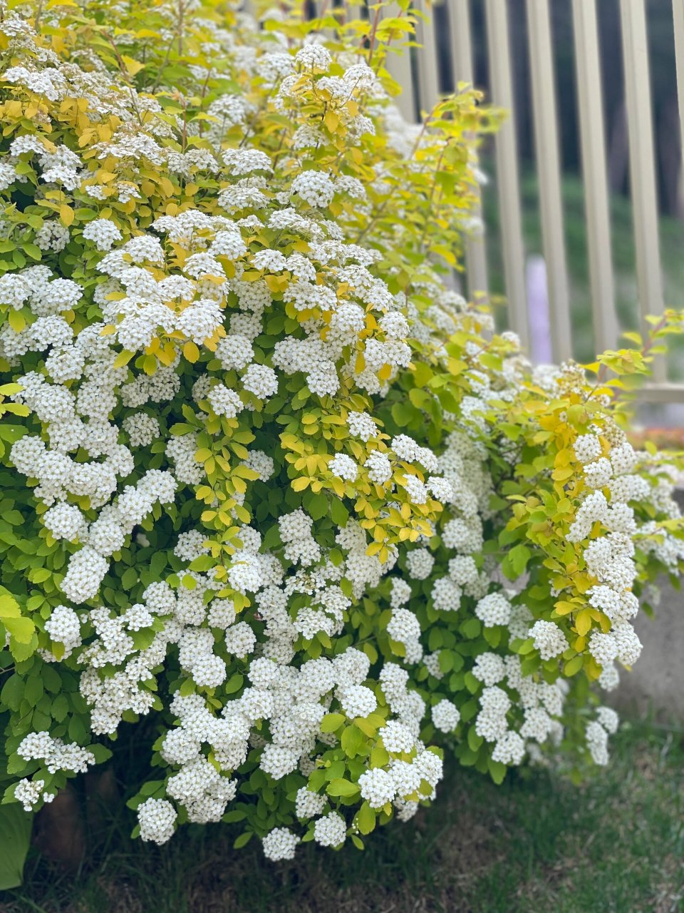 绣线菊:黄金喷泉 它还真和菊花没有任何关系, 而是属蔷薇科直立灌木.