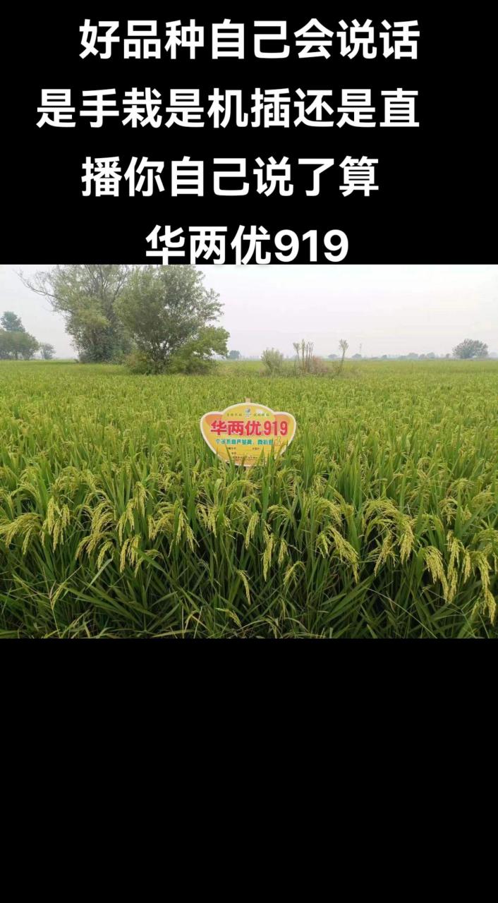 好品种华两优919