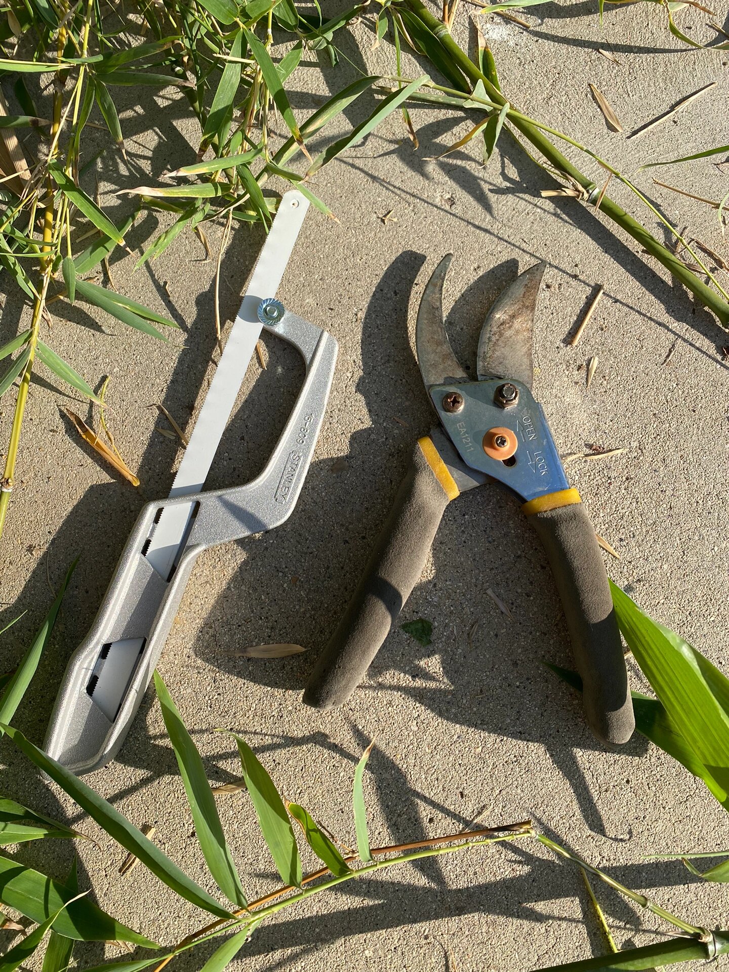 在美国洛杉矶也可以植种竹子7015修剪竹子方法 今天给种植了两年