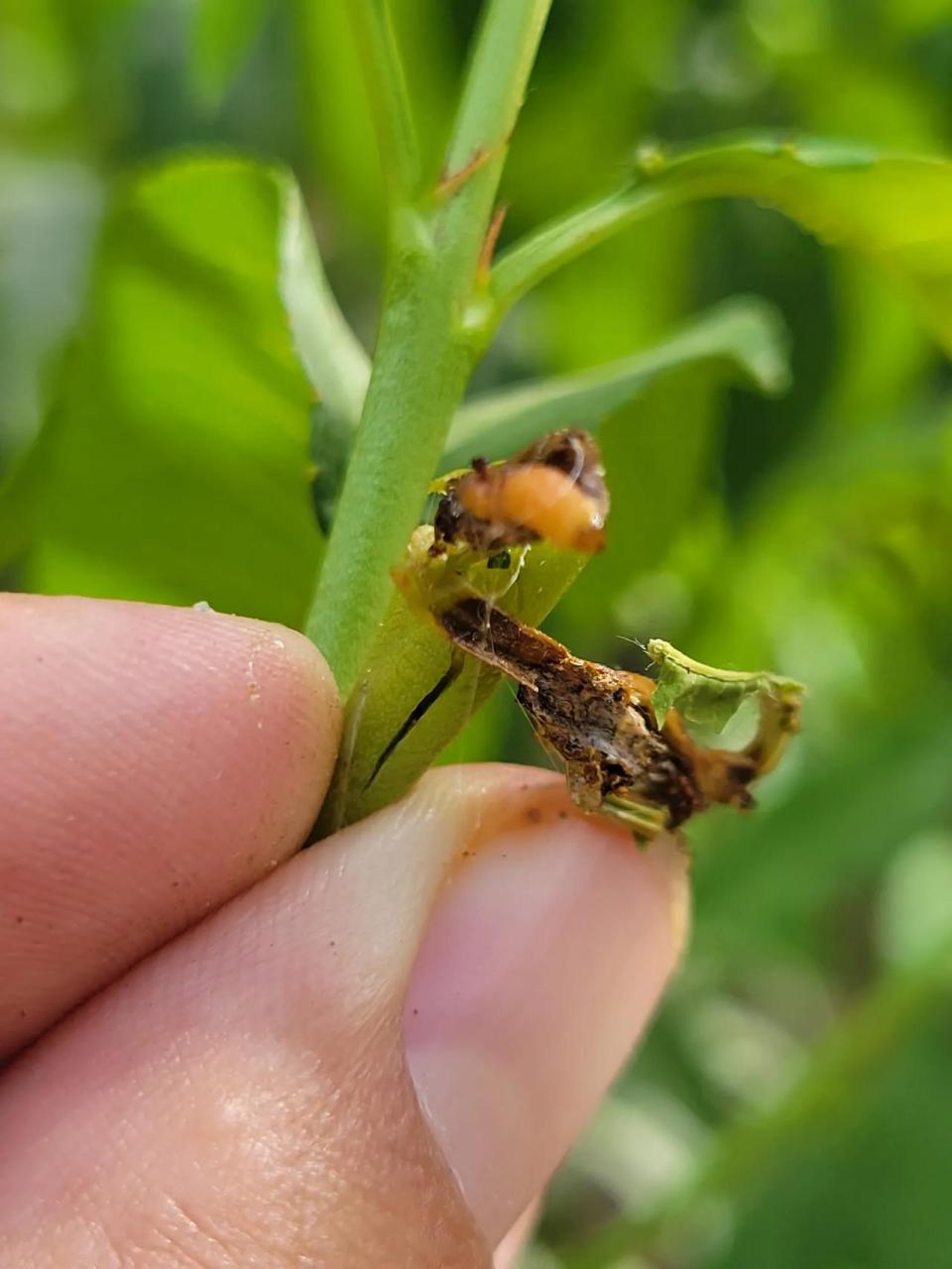 桃小食心虫图片高清图片