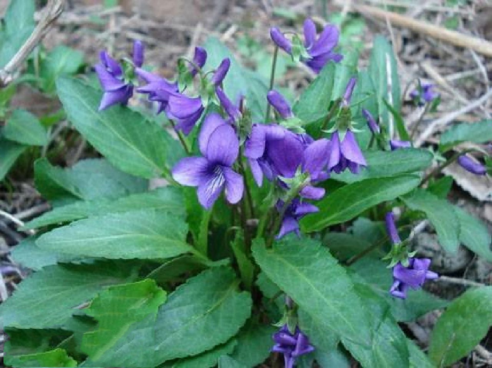 紫花地丁的功效与作用 清热解毒,凉血消斑 紫花地丁具有清热解毒的