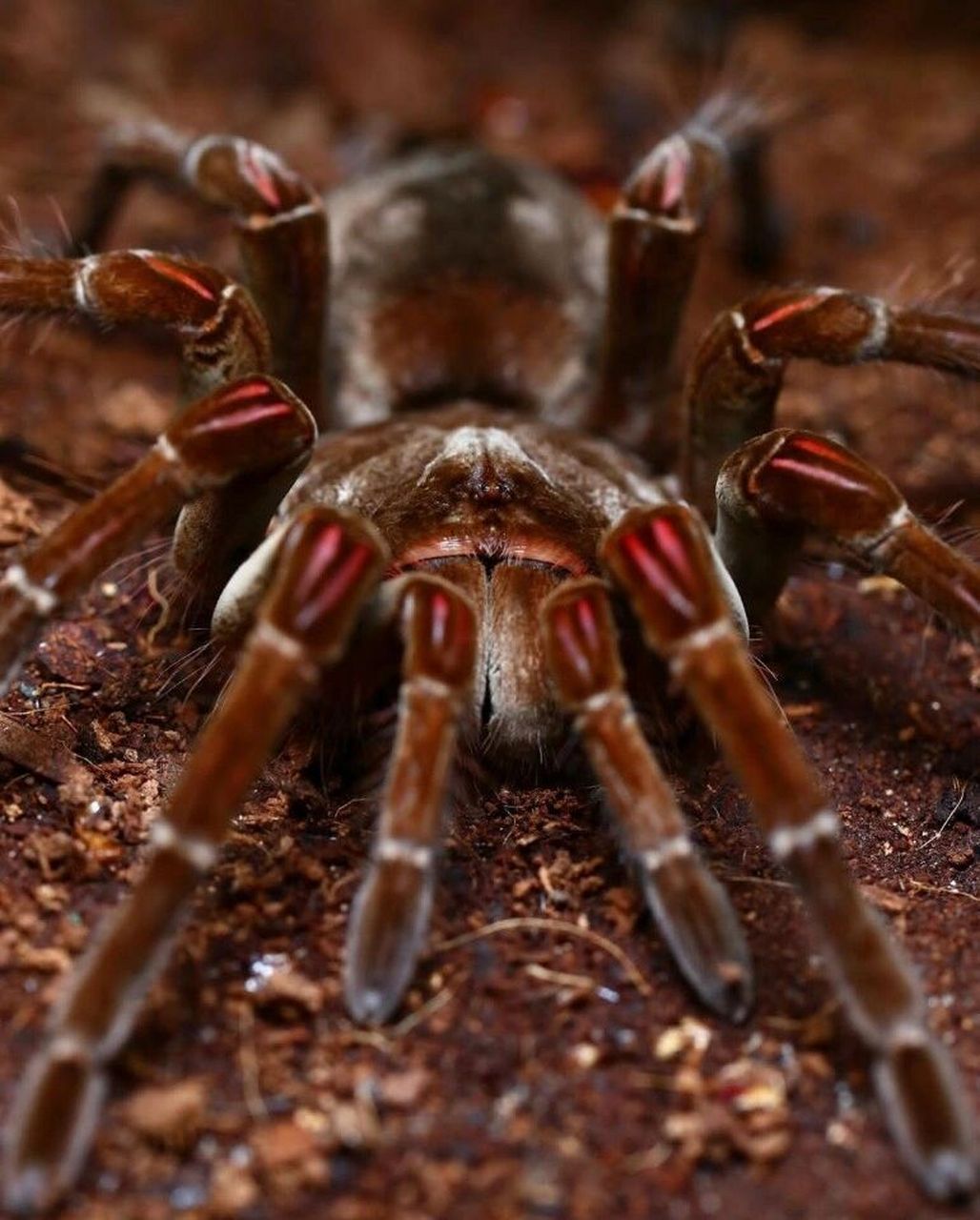 经典捕鸟蛛大赏#1 图源:instagram 	 图1.