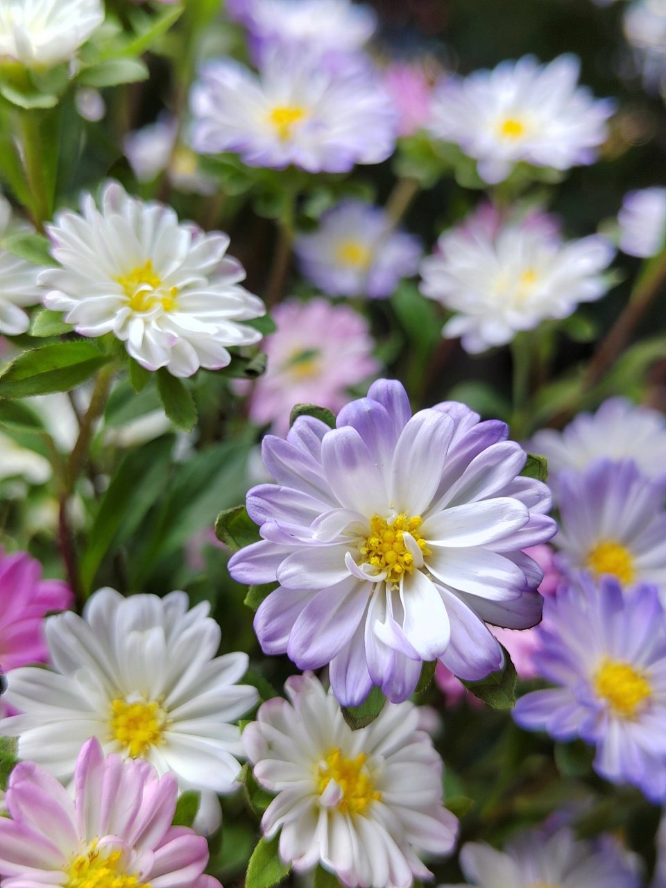 迷你菊(重瓣) 一直喜欢各种迷你可爱的草花,这把重瓣迷你菊看似娇弱