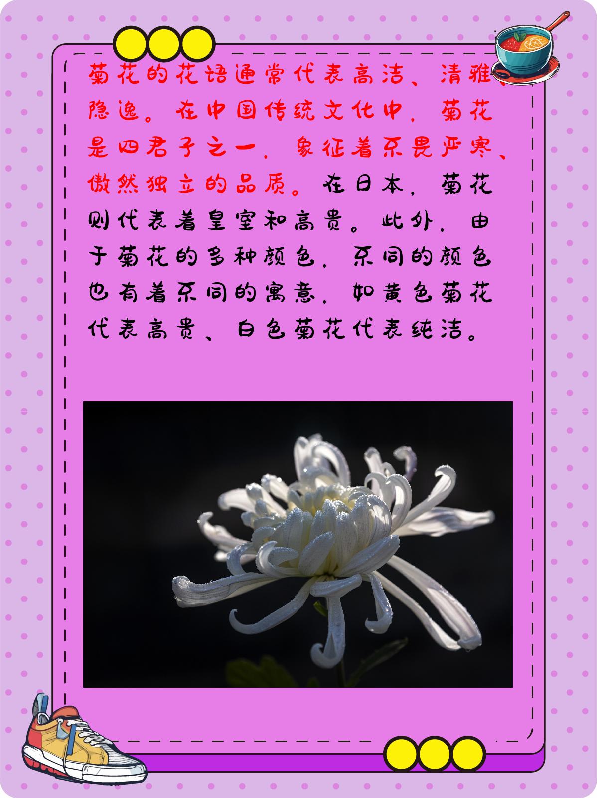 菊花花语是什么呢